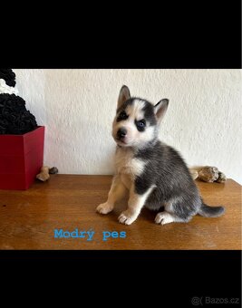 Štěňata k odběru - 3