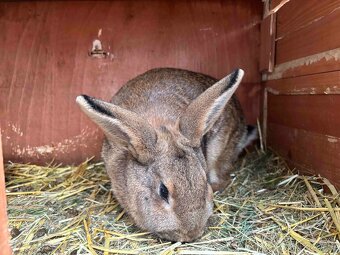 Samice činčila-vídeňský modrý - 3