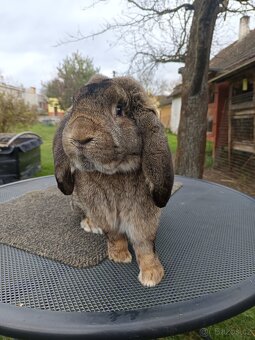 Prodám Francouzský beran divoký - 3