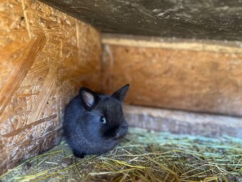 Zakrslý králíčci - 3