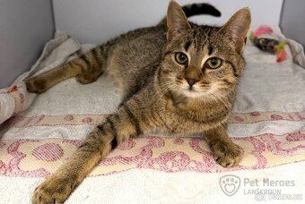 Pik ❤ kocouří ňuňánek ❤ - 3