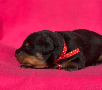 Beauceron štěńátka s PP zahraniční krytí - 3