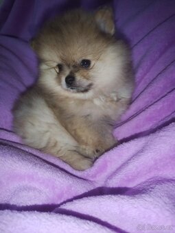 Pomeranian - 3
