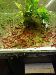 Krevetky akvarijní neocaridina - 3