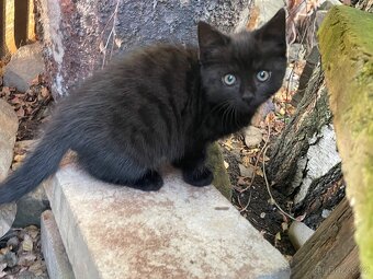 Daruji kotě - kočička - 3