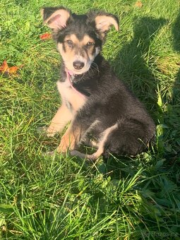 Sibiřská lajka šteně - 3