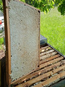 Med z Českého středohoří - 3