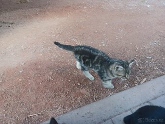 Darujeme koťátka - 3