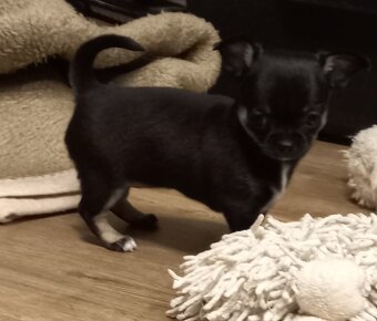 Čivava pidi štěňátka - 3