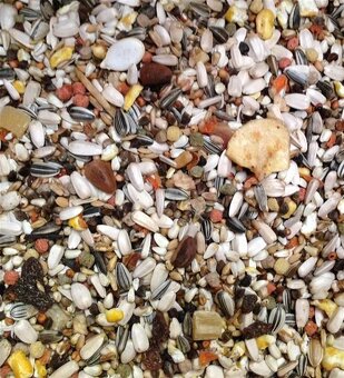 Slunečnice černá, slunečnice žíhaná. - 3