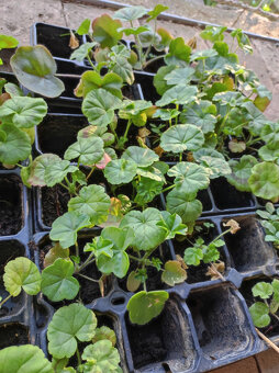 Pelargonie vzpřímená a převislá - 3