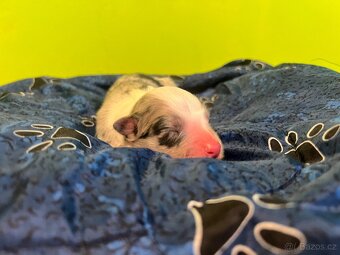 Blue Merle pes - border kolie - 3