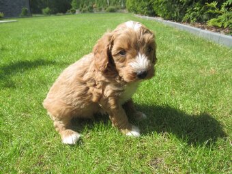 Maltipoo štěňátka - 3