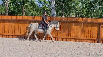 Dva WPB pony - 3
