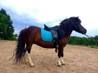 Kobylka pony - 3