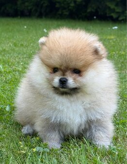 Pomeranian s pp - 3