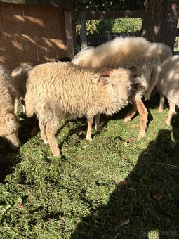 Quessantska ovce - 3