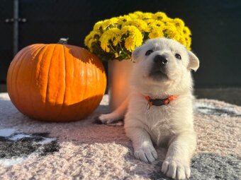 Bílý švýcarský ovčák s PP FCI - 3