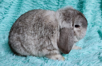 MINILOP 🍀🍀🍀 NERO 🍀🍀🍀 - 3