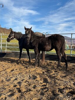 Blue Roan Žrebček - 3