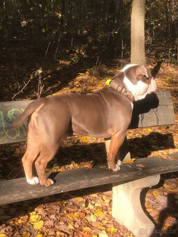 Staroanglický buldok - 3