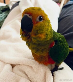 Papoušek Aratinga – Arnošt - 3