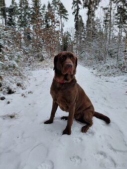 Labrador - 3