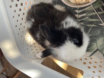 Zakrslí beránci hřivnatí již k odběru - 3