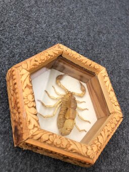 Štír škorpión rámeček dřevěný entomologie hmyz - 3