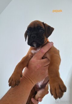 Německý boxer štěňata s PP - Moravia Dog Club - 3