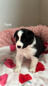 Štěňátka Border Kolie bez PP - 3
