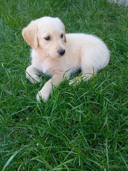Zlatý retrívr/retriever - 3