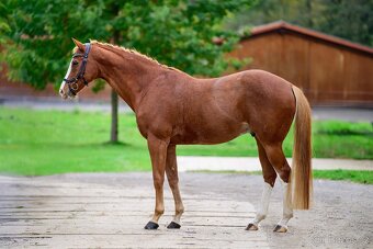 Prodám líbivého valacha - 3