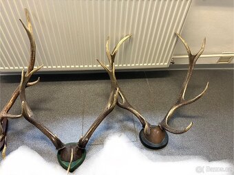 3 ks velkého Paroží - 3