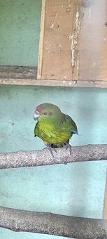 Kakariky rudočelé - 3