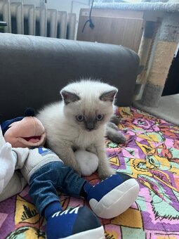 Britská krátkosrstá koťata / koťátka – colorpoint - 3