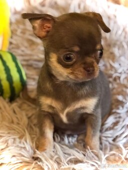 Čivava štěňátka krátkosrstá - 3