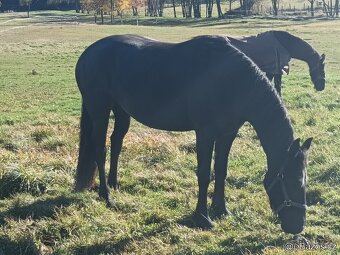 LUXUSNÍ TOP FRÍSKÁ KLISNA FRÍSKÝ KŮŇ - 3