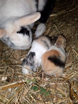 Zakrsli králíčci - 3