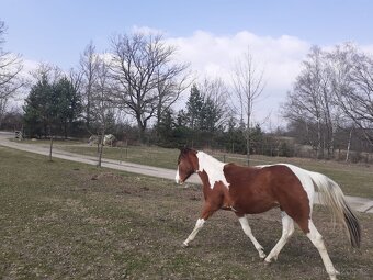 Prodám hřebečka APH - 3