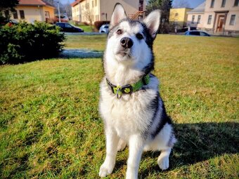 Aljašský Malamut bez pp - 3