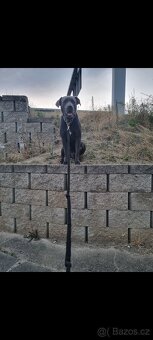 Daruji psa Bandog - 3