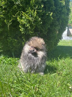 Pomeranian s PP, chovatelská stanica Nucháčik poms - 3