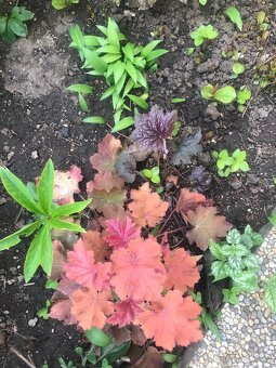 Barevená Heuchera- dlužicha- 6 druhů - 3