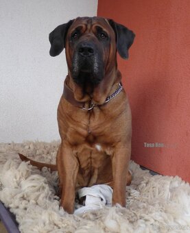 Tosa inu - štěňátka s PP - 3