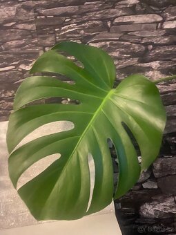 Monstera deliciosa - 3