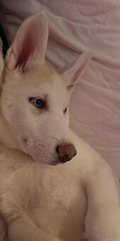 Sibiřský husky - 3