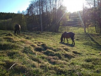 Ustájení - i pro hřebce - 3