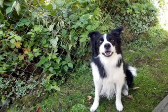 Krytí border kolie bez Pp - 3