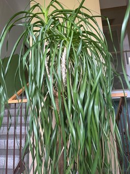 Sloní noha - bokarnea tlustokmenná - 3